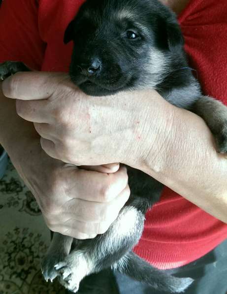 Продаются щенков ВЕО в Евпатории фото 38