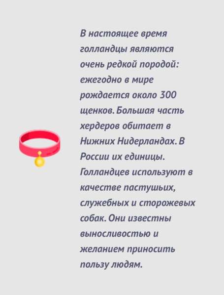 Почти Голландская овчарка в Екатеринбурге фото 10