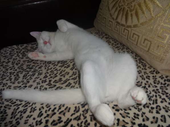Белый голубоглазый котик с документами на вязку в фото 4