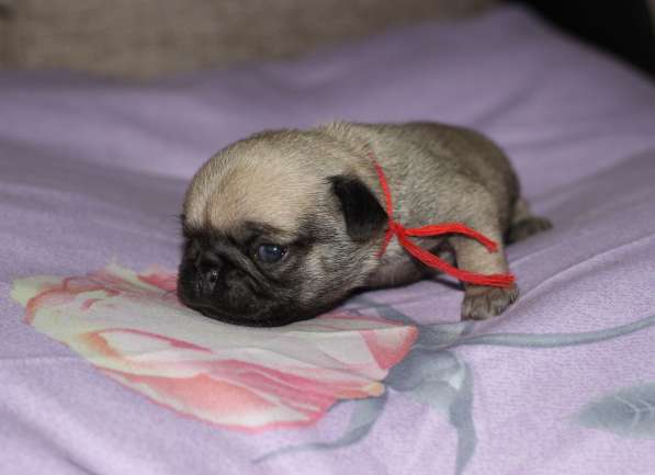 Щенки Мопса в Новосибирске фото 18