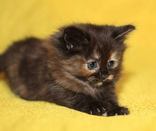 Шотландские котята в фото 11