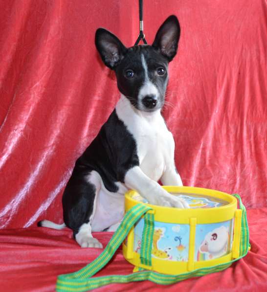 Девочка басенджи в Москве