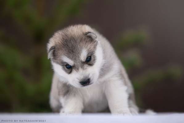 Щенки хаски ищут хозяев в Москве фото 6