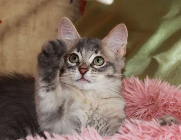 Серые мурлыки, котята в добрые руки в Калуге фото 15