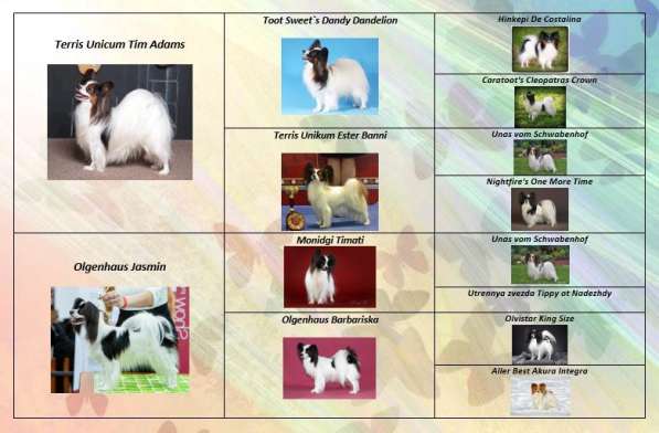 Продается щенок папийона в Краснотурьинске фото 8