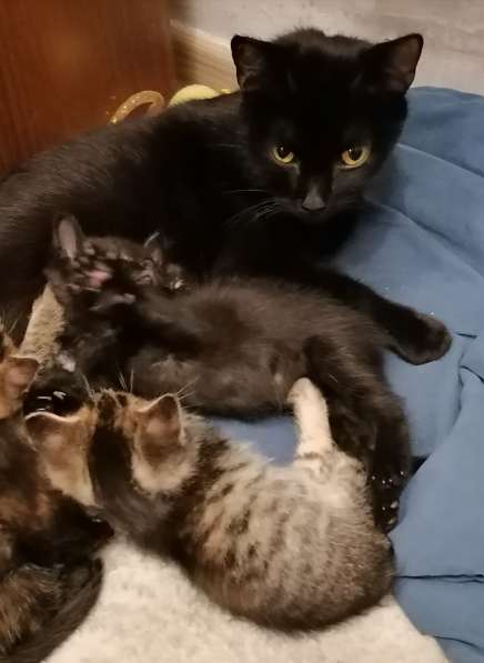 Котята в самые добрые руки в Иркутске фото 11