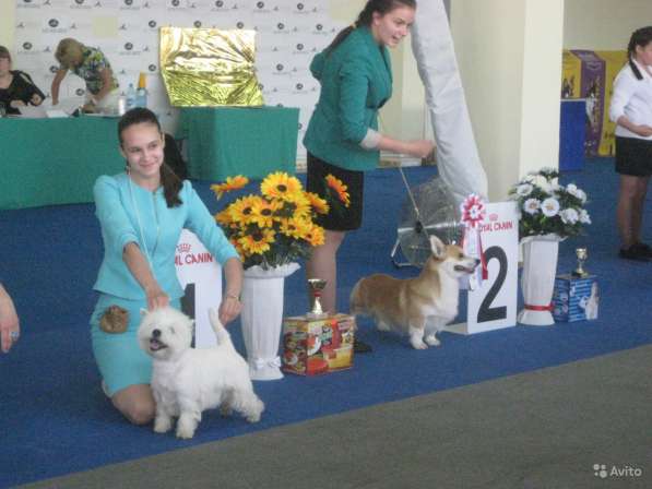 Продам щенков Веста в Красноярске фото 4