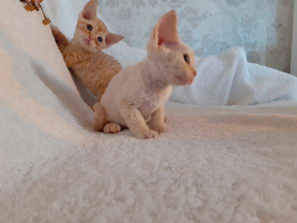 Котята Девон рекс в Калининграде фото 4
