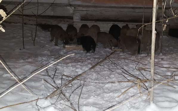 Пристраиваются щенки. спасаем в Екатеринбурге фото 8