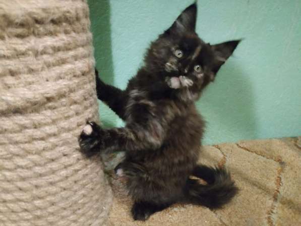 Девочка Мейн кун в Челябинске фото 17