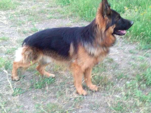 Отличный Кобель немецкой длинношерстной овчарки в Алуште фото 19