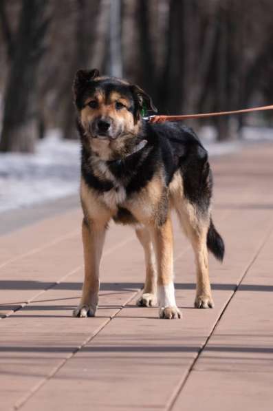 Арчи - умный пёс с непростой судьбой в добрые руки! в Москве фото 10