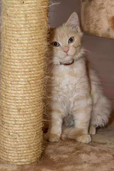 Забавный рыжий Вилли, котик-подросток в добрые руки в Калуге фото 5