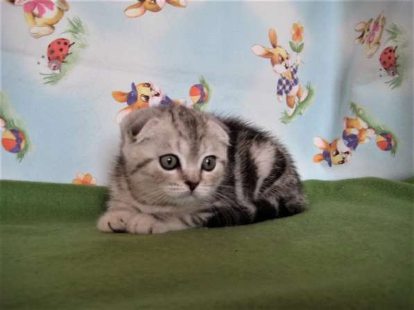 Котик в яркой мраморной шубке в Казани фото 3
