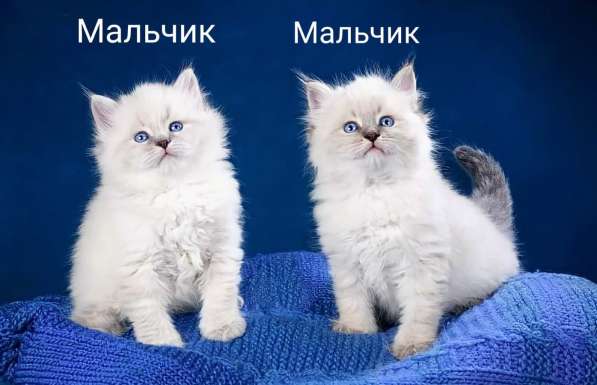 Невские чистокровные котята в Москве