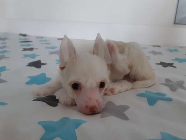 Пуховая мини-девочка кхс в Москве фото 8