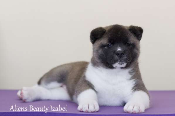 Щенки Американской акиты в Санкт-Петербурге фото 43