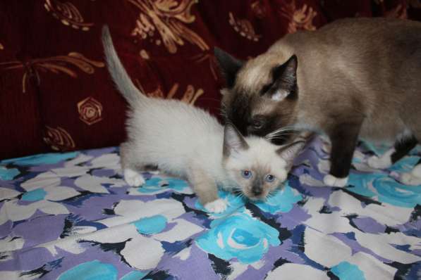 Котята сноу-шу в Белгороде фото 4