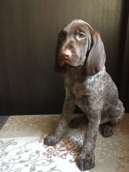 Щенки курцхаара в Санкт-Петербурге фото 17