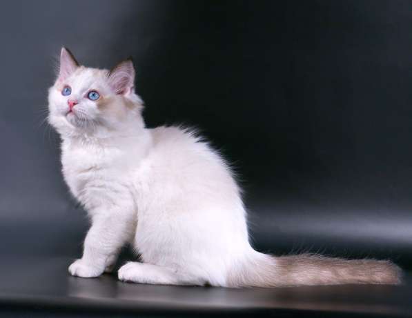 Красивые породистые котята Рэгдолл в Самаре фото 8