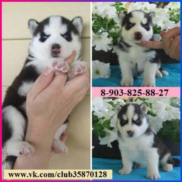 Щеночки сибирской хаски. лучшие малыши в Котласе