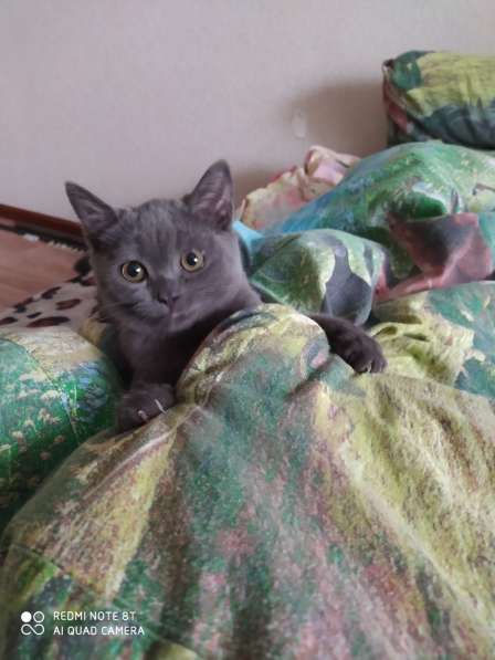 Шотландская кошечка в Кирово-Чепецке фото 5