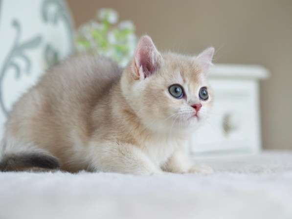 Британский котенок. Голубая золотистая шиншилла в Москве фото 5