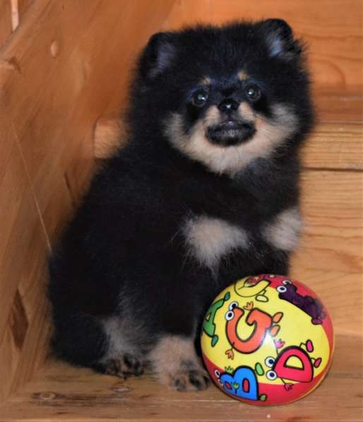 Красавчик в Москве фото 14