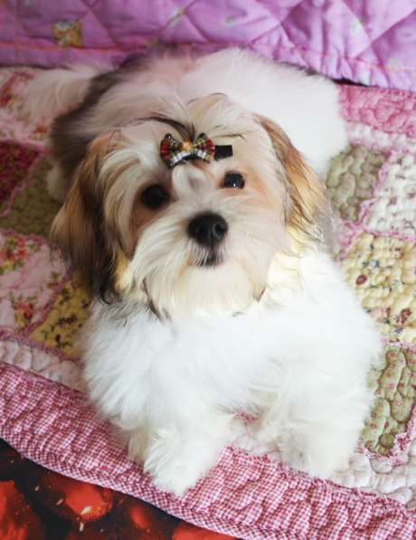 Щенок болонки девочка в Москве фото 6