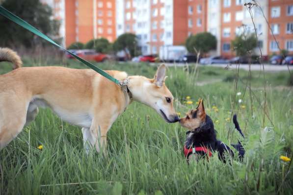 Пёс с глазами как у нерпы в Санкт-Петербурге фото 9
