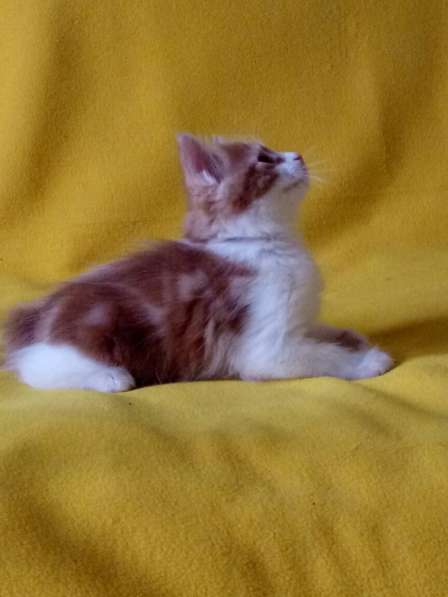 Кото-пес в фото 4