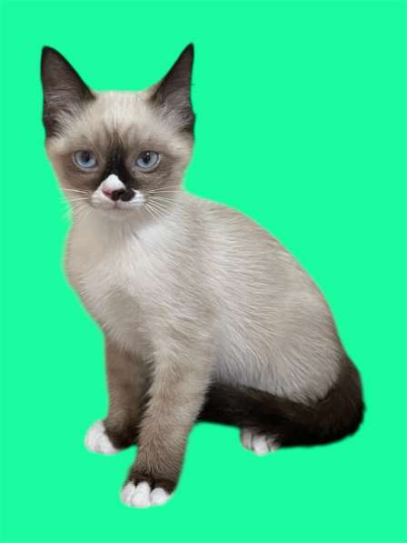 КОТЁНОК МАЛЬЧИК