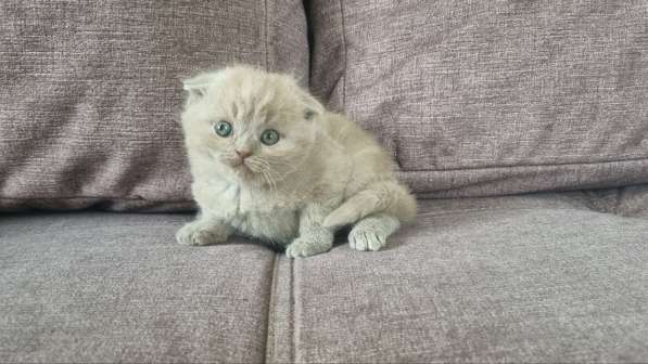 Шотландские вислоухие котята в Чите