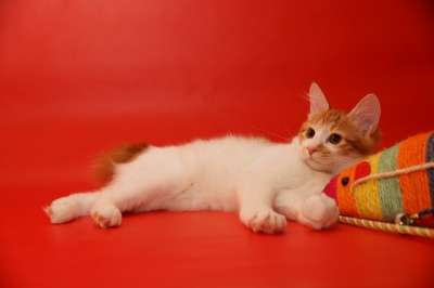 Котёнок красная мраморная красавица