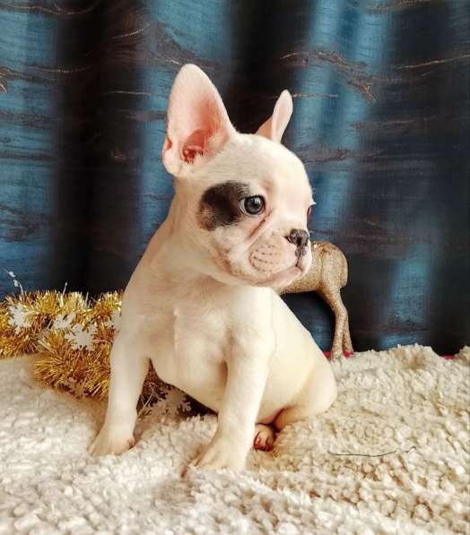 Французский бульдог в Уссурийске фото 5