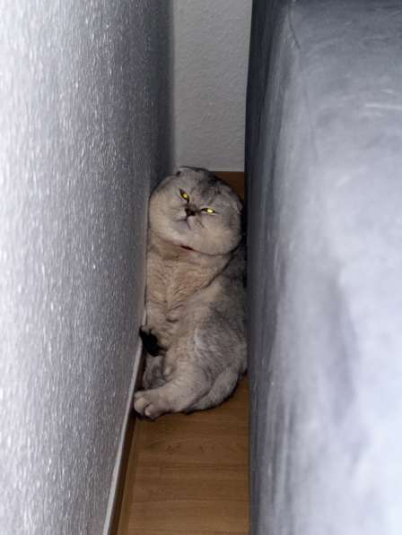 Кот хорошей породы в фото 6