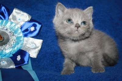 Британские котята в Москве