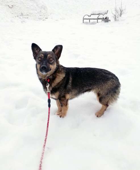 Совсем маленькая собачка, 7 кг в Санкт-Петербурге фото 4