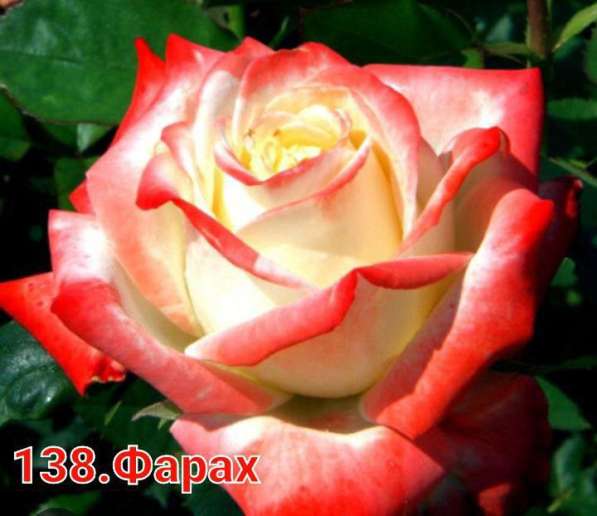 Саженцы роз в Уфе