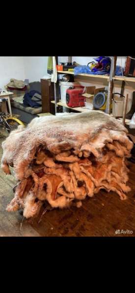 Шкура оленя (много шкур) в Мурманске