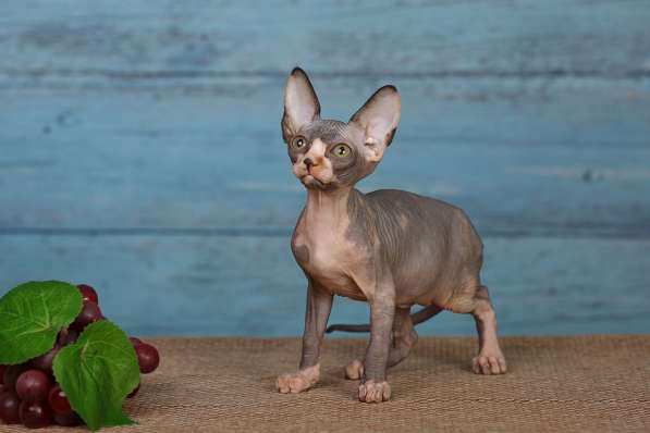 Красота – страшная сила – это сфинкс, эльф бамбино в Мурманске фото 5