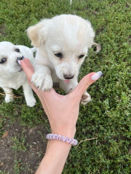 Продажа щенят в Белгороде