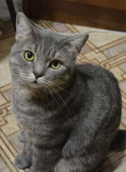 Шотландский кот