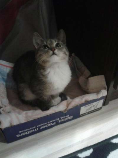 Отдам даром Очаровательный серый котенок в Москве фото 3