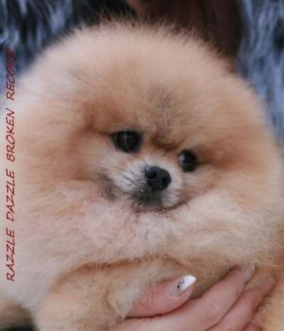 Щенков померанского шпица в Краснодаре