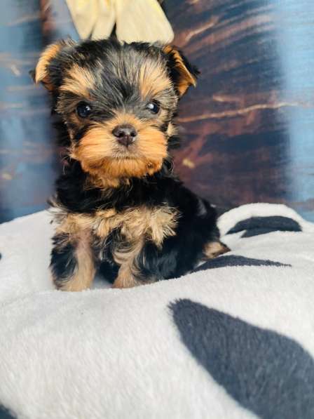 Йоркширский терьер в Уссурийске