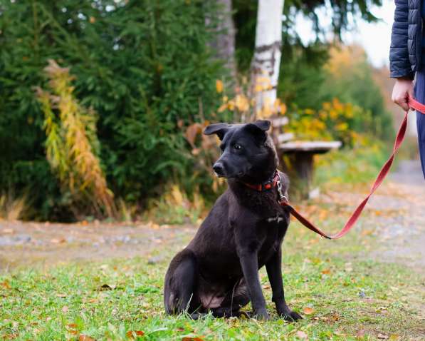 Собака с разноцветными глазами в Санкт-Петербурге фото 6