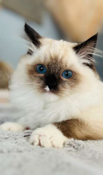 Kitten Ragdoll ❤️femelle et mâle ❤️