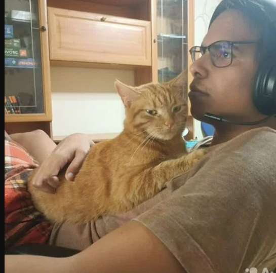 Умная кошка ищет хозяев в Ростове-на-Дону фото 3