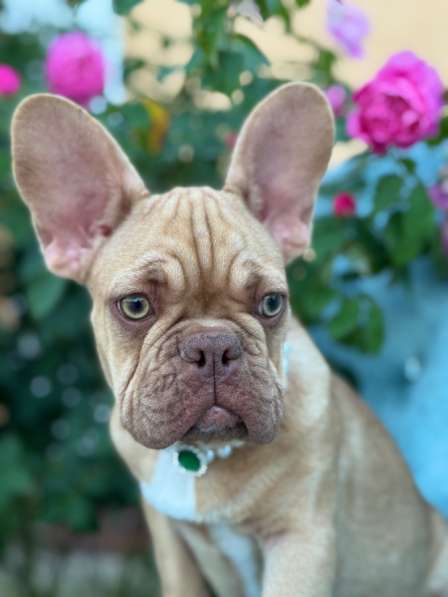 Щенки французского бульдога в Москве